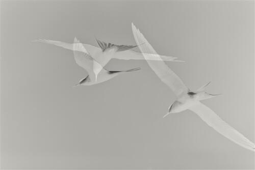 Ivanka van Raaphorst - Thema Grafische Fotografie - 1